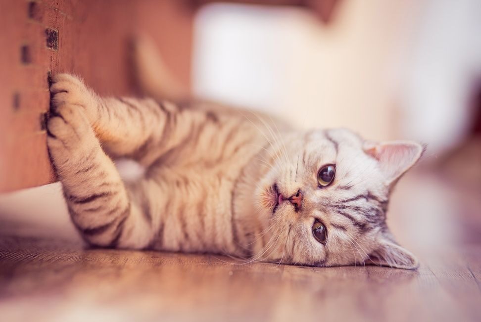 Как отучить кота драть мебель и обои? советы о кошках.
