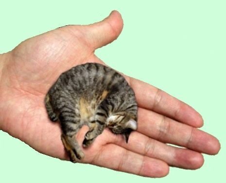 Самый Маленький Кот В Мире Фото